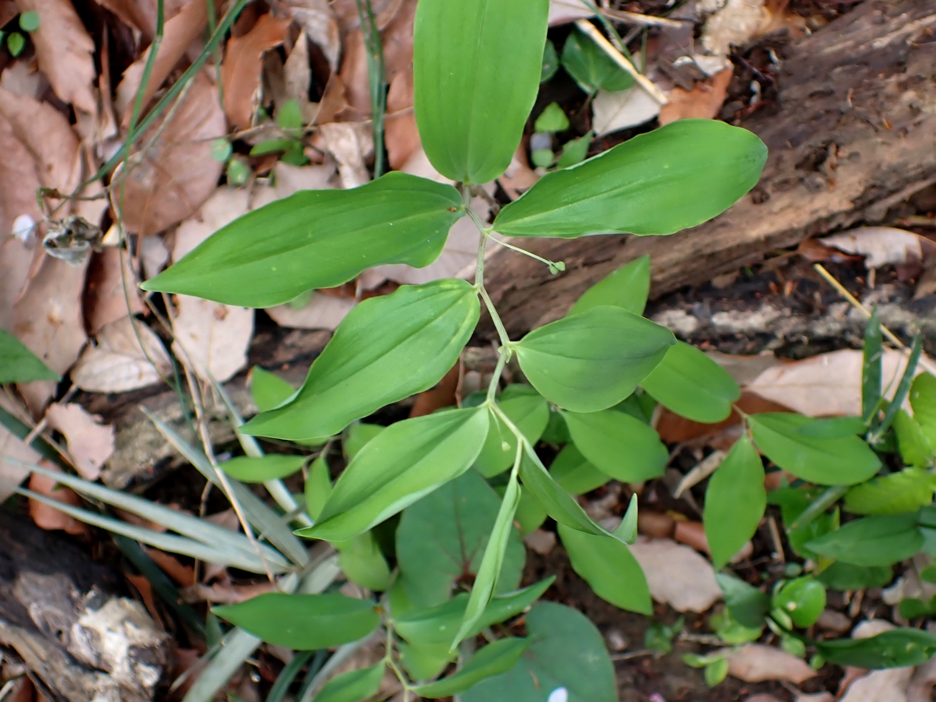 ミヤマナルコユリ の高画質写真です。横浜市で、2025年4月12日に撮影したものです。