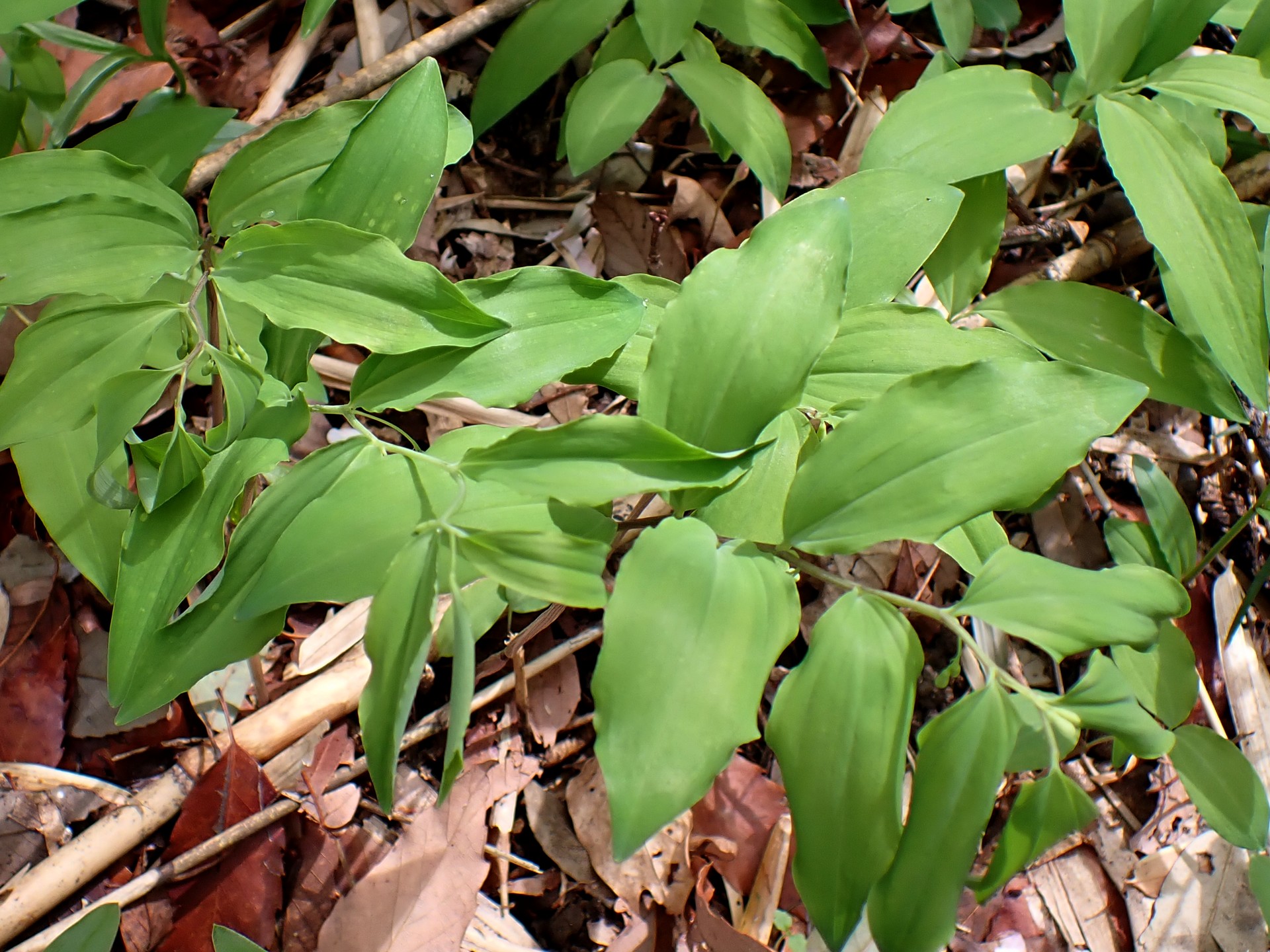 ミヤマナルコユリ の高画質写真です。横浜市で、2025年4月11日に撮影したものです。
