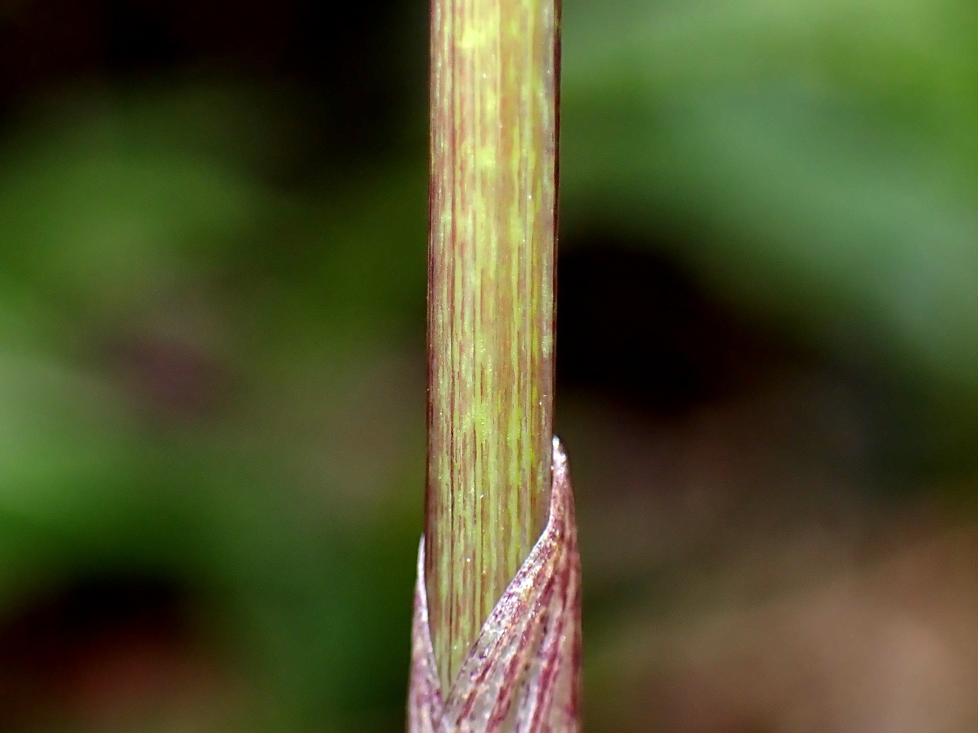 ミヤマナルコユリ の高画質写真です。横浜市で、2025年4月11日に撮影したものです。