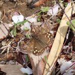 ミヤマセセリ の高画質写真です。横浜市で、2025年4月11日に撮影したものです。