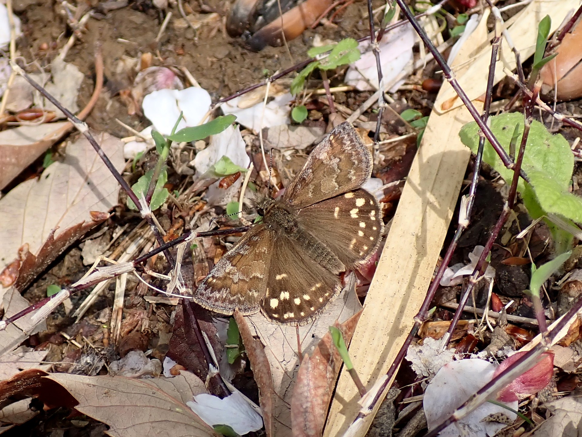 ミヤマセセリ の高画質写真です。横浜市で、2025年4月11日に撮影したものです。