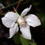 モミジイチゴ の写真です。横浜市で、2025年4月3日に撮影したものです。