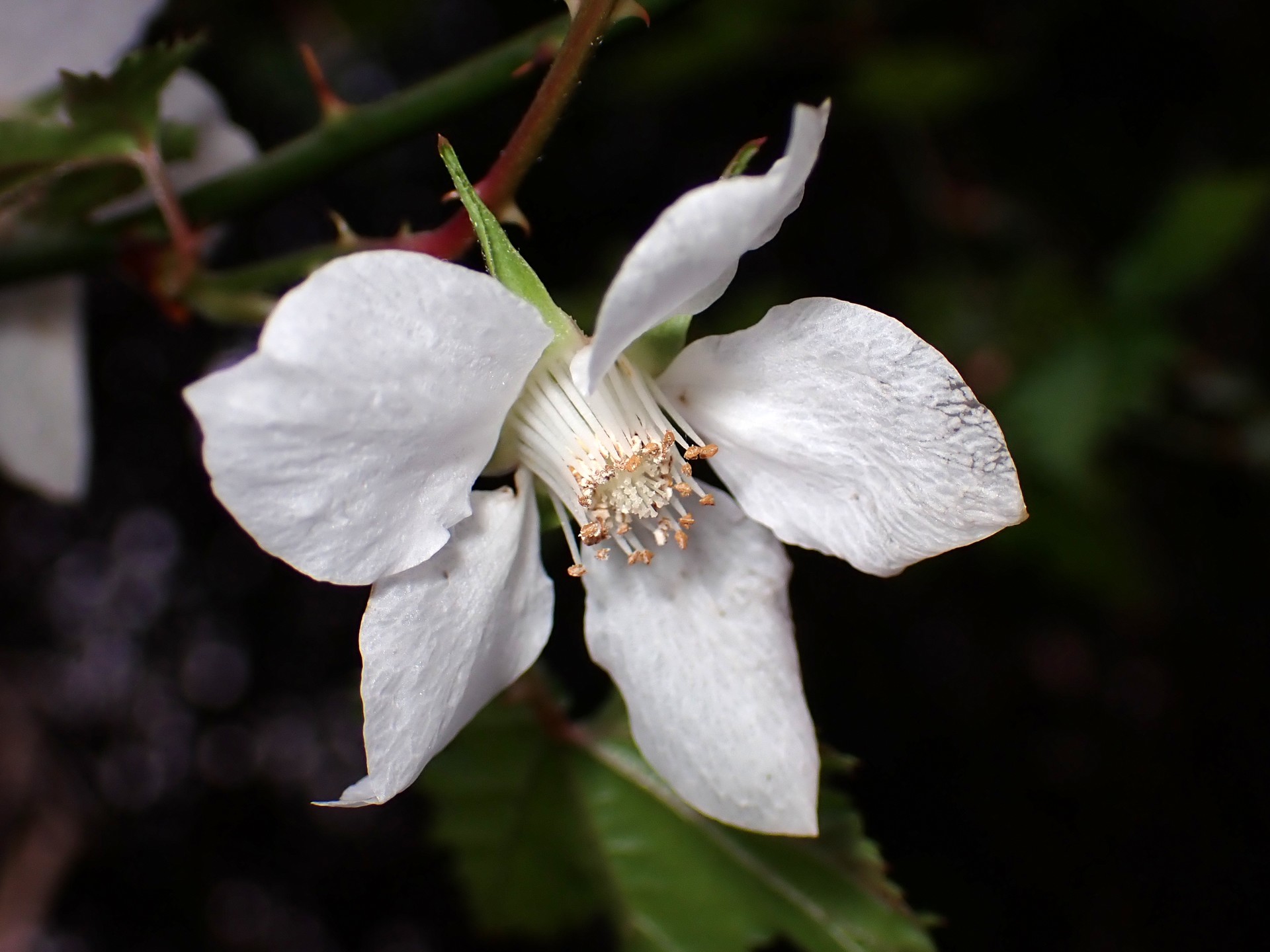 モミジイチゴ の写真です。横浜市で、2025年4月3日に撮影したものです。