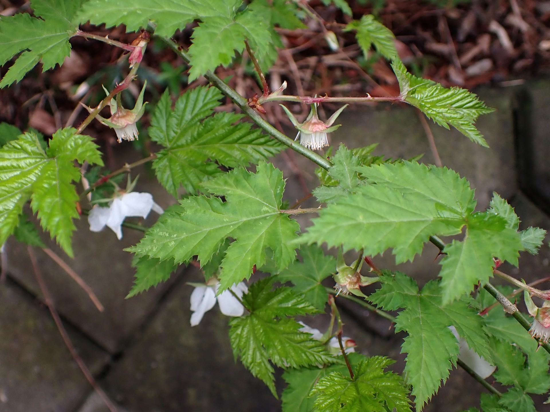 モミジイチゴ の写真です。横浜市で、2025年4月3日に撮影したものです。