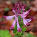 ムラサキケマン の写真です。横浜市で、2025年4月3日に撮影したものです。