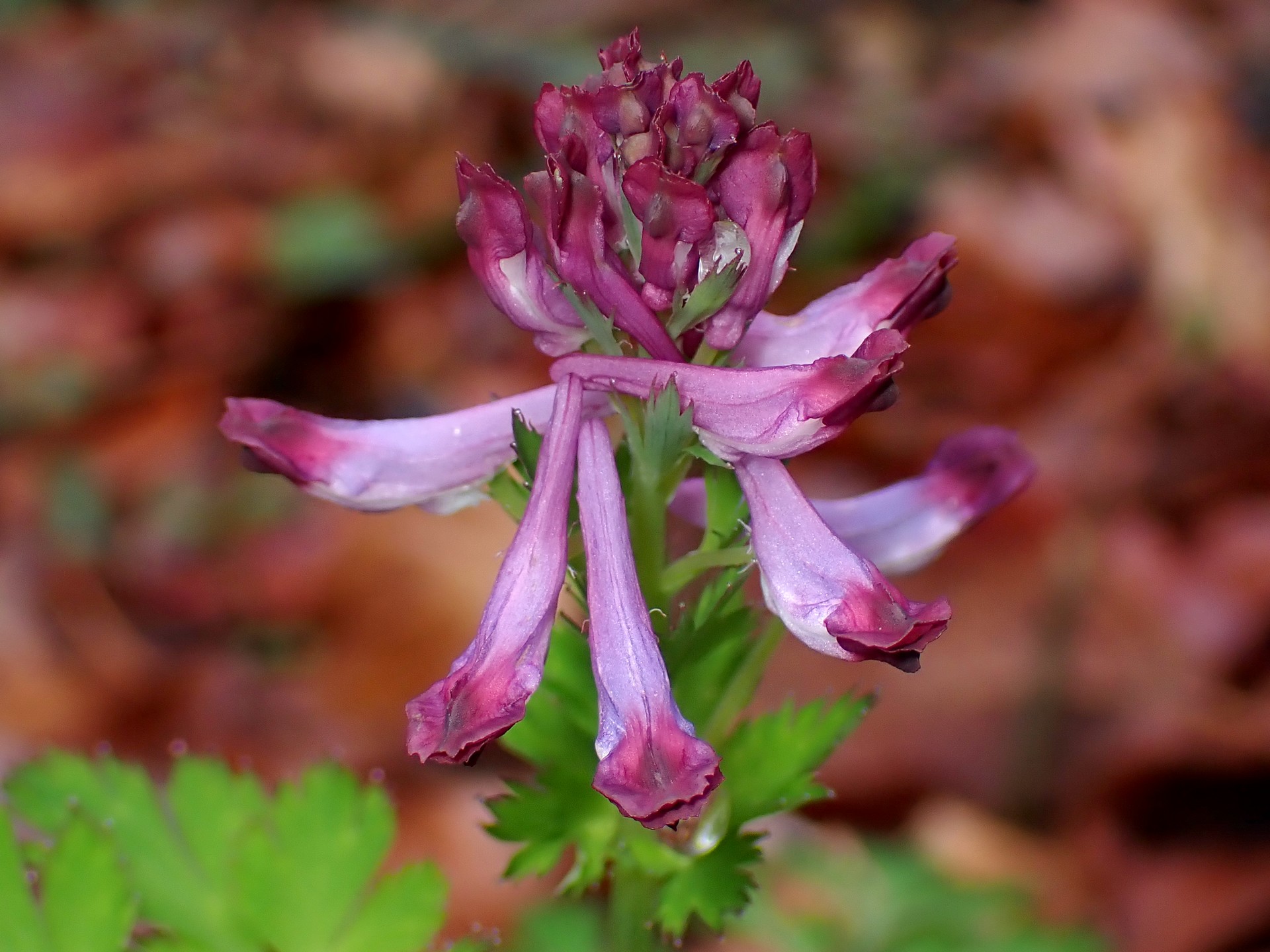 ムラサキケマン の写真です。横浜市で、2025年4月3日に撮影したものです。