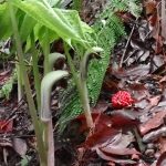 ムサシアブミ の写真です。横浜市で、2025年4月3日に撮影したものです。