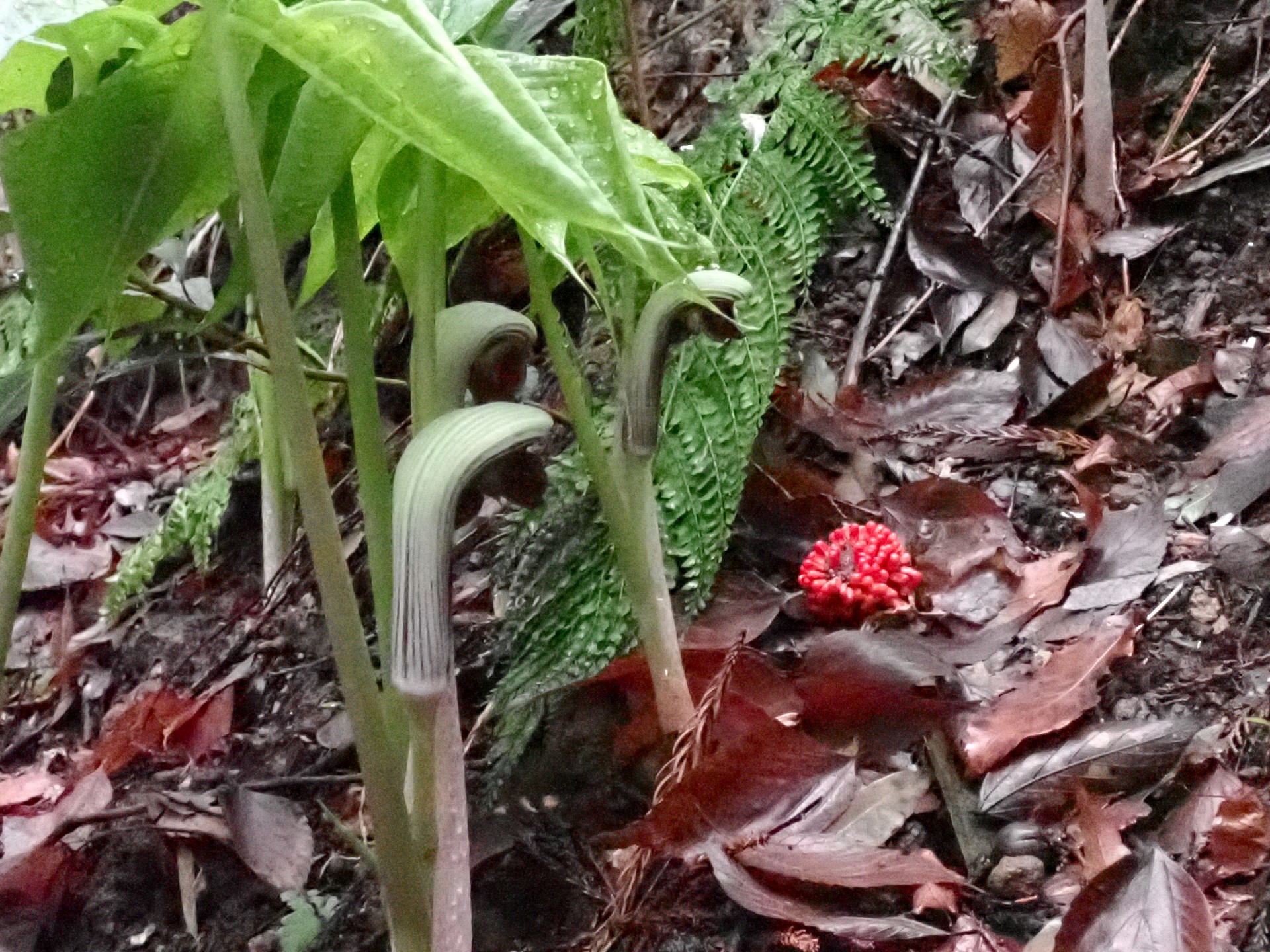 ムサシアブミ の写真です。横浜市で、2025年4月3日に撮影したものです。