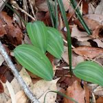 ナルコユリ の写真です。横浜市で、2025年4月4日に撮影したものです。