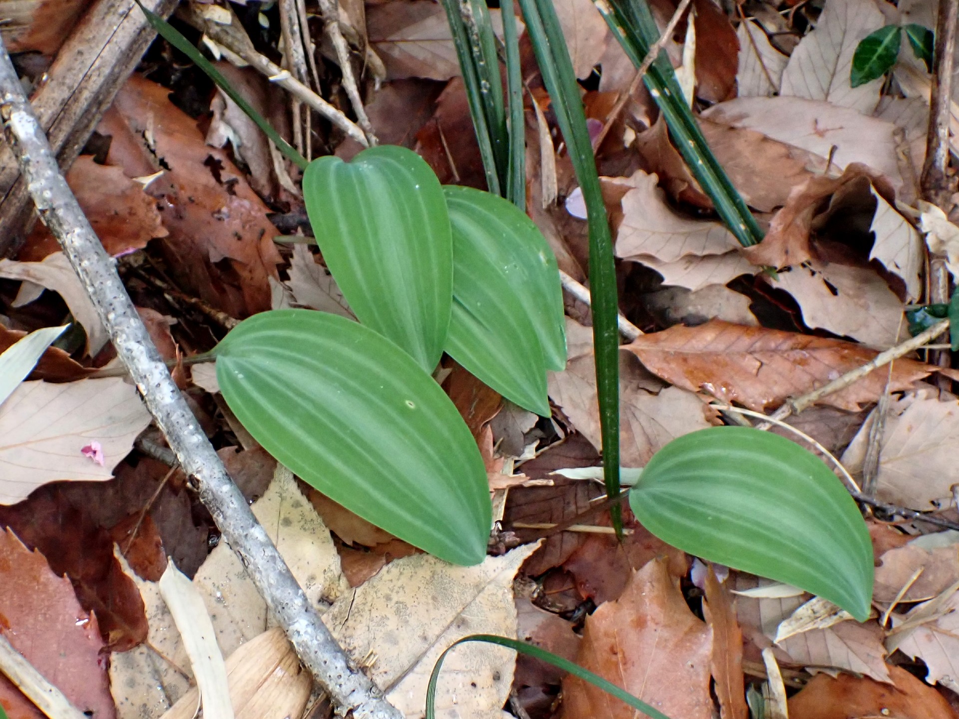 ナルコユリ の写真です。横浜市で、2025年4月4日に撮影したものです。