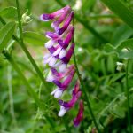 ナヨクサフジ の高画質写真です。横浜市で、2025年4月18日に撮影したものです。