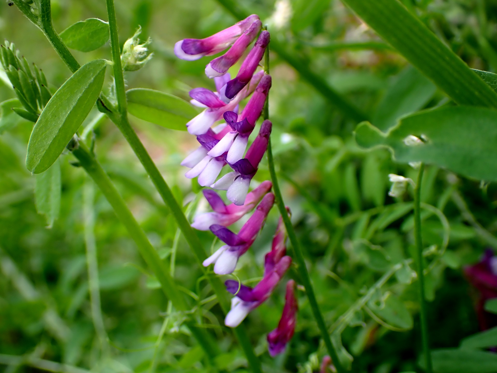 ナヨクサフジ の高画質写真です。横浜市で、2025年4月18日に撮影したものです。