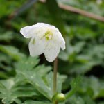 ニリンソウ の写真です。横浜市で、2025年4月3日に撮影したものです。