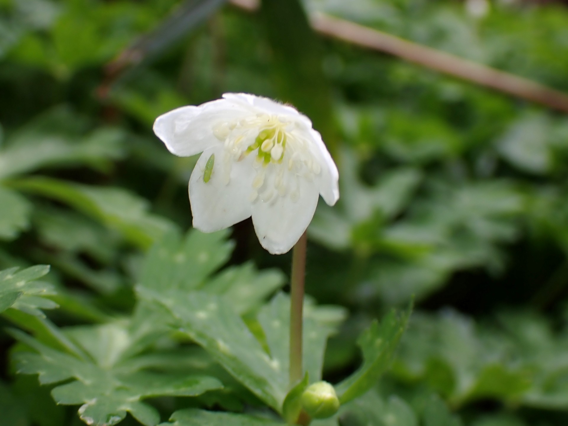 ニリンソウ の写真です。横浜市で、2025年4月3日に撮影したものです。