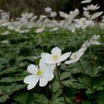 ニリンソウ の高画質写真です。横浜市で、2025年4月11日に撮影したものです。