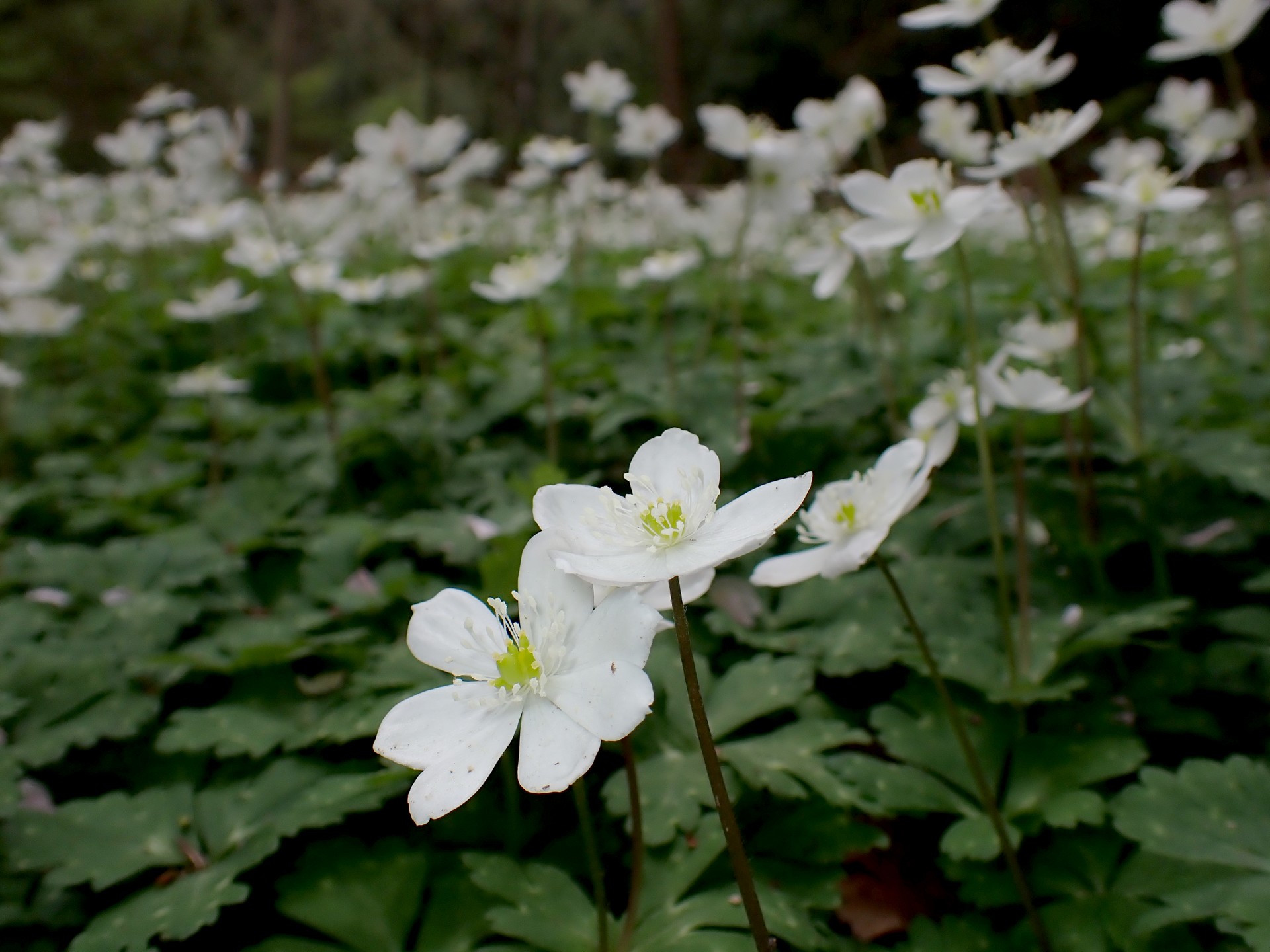 ニリンソウ の高画質写真です。横浜市で、2025年4月11日に撮影したものです。