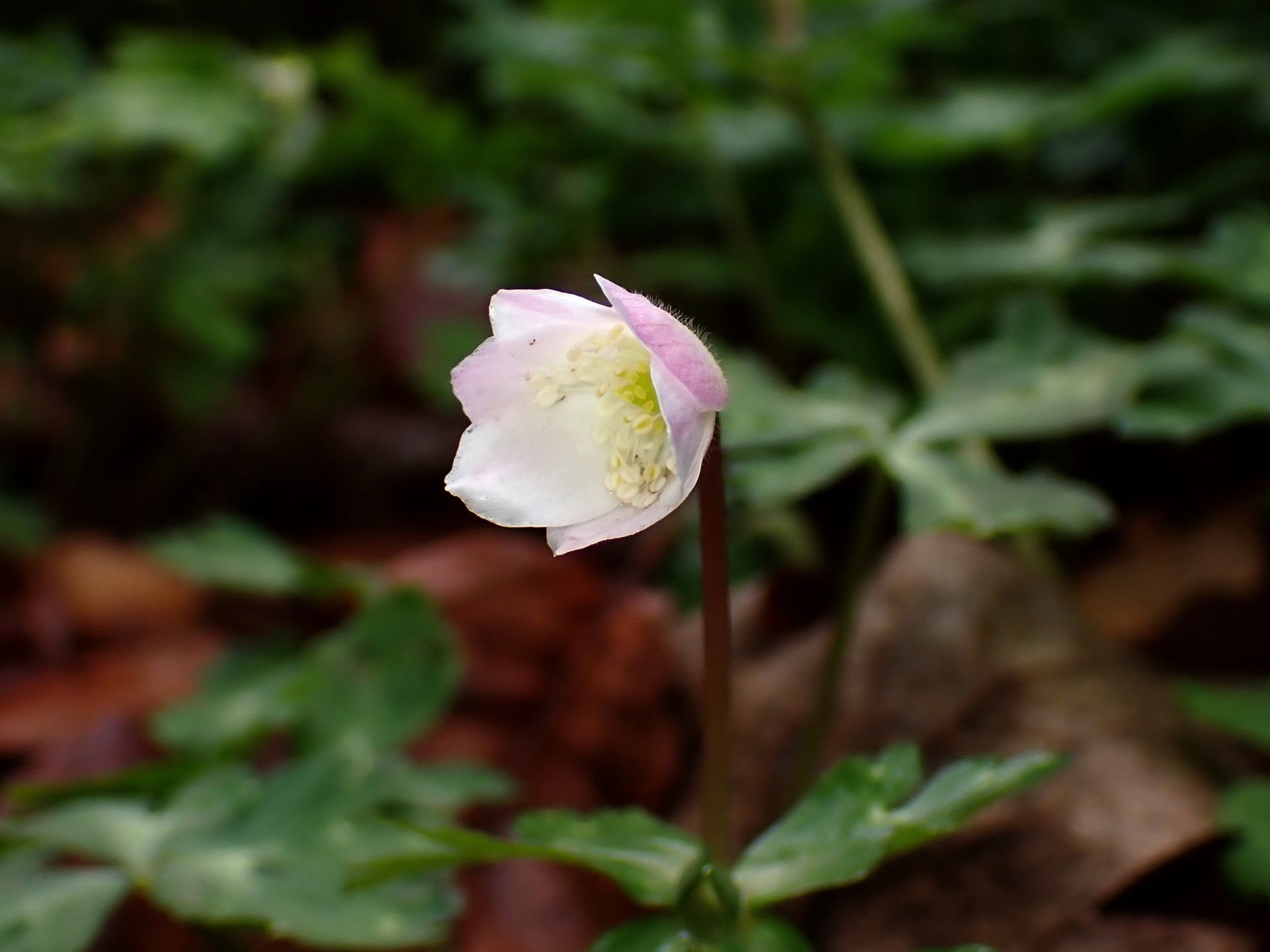 ニリンソウ の写真です。横浜市で、2025年4月3日に撮影したものです。