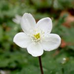 ニリンソウ の高画質写真です。横浜市で、2025年4月7日に撮影したものです。