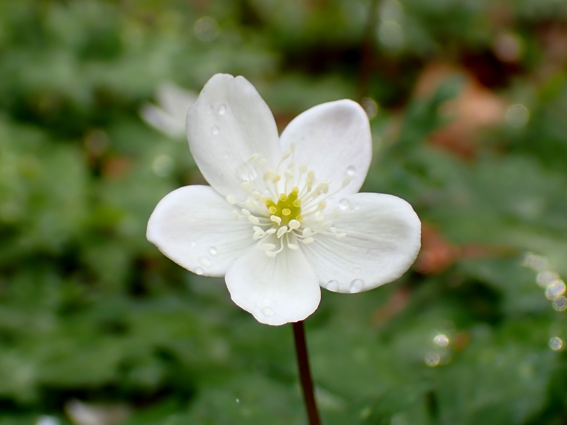 ニリンソウ の高画質写真です。横浜市で、2025年4月7日に撮影したものです。