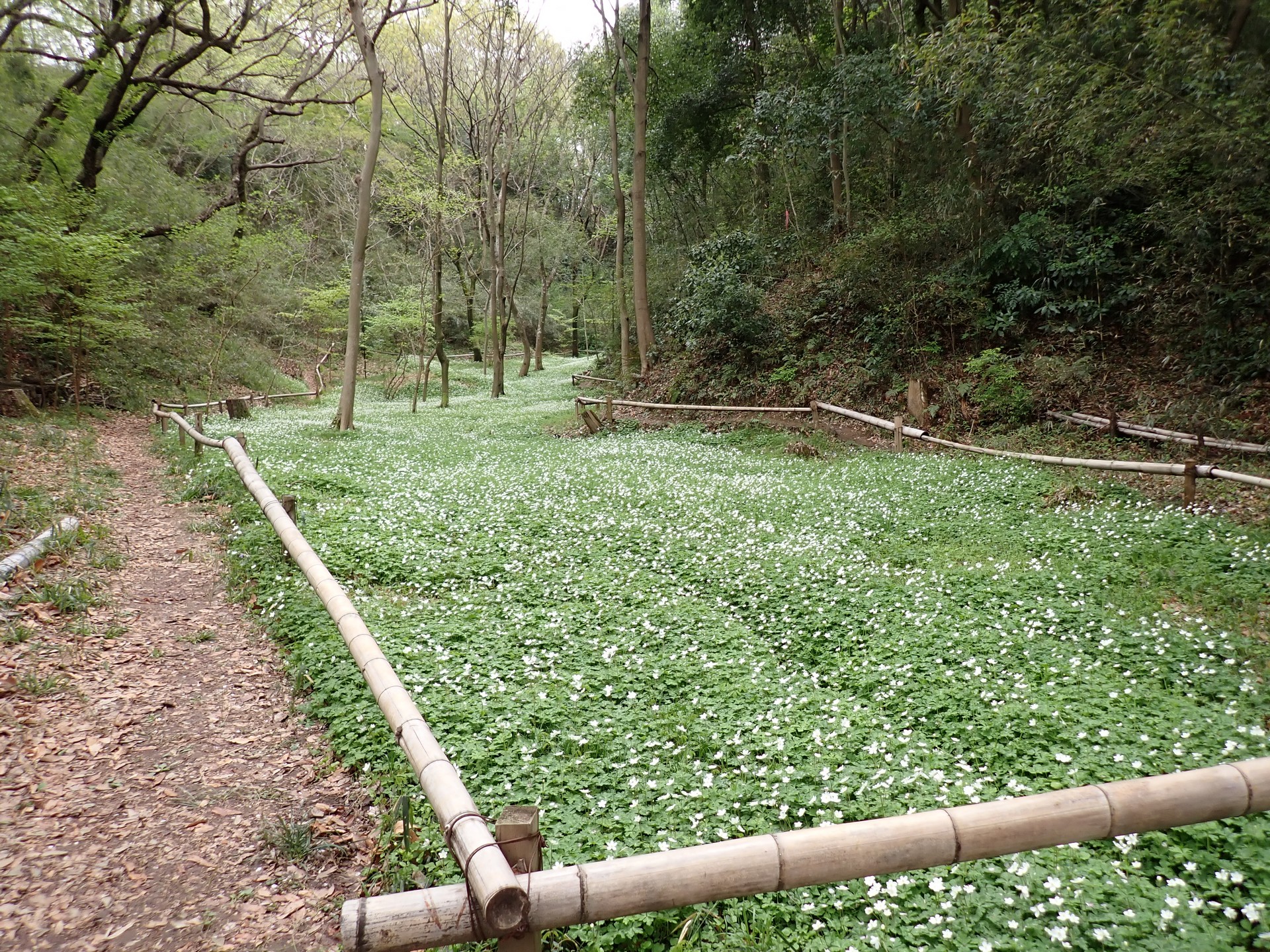 ニリンソウ の高画質写真です。横浜市で、2025年4月11日に撮影したものです。