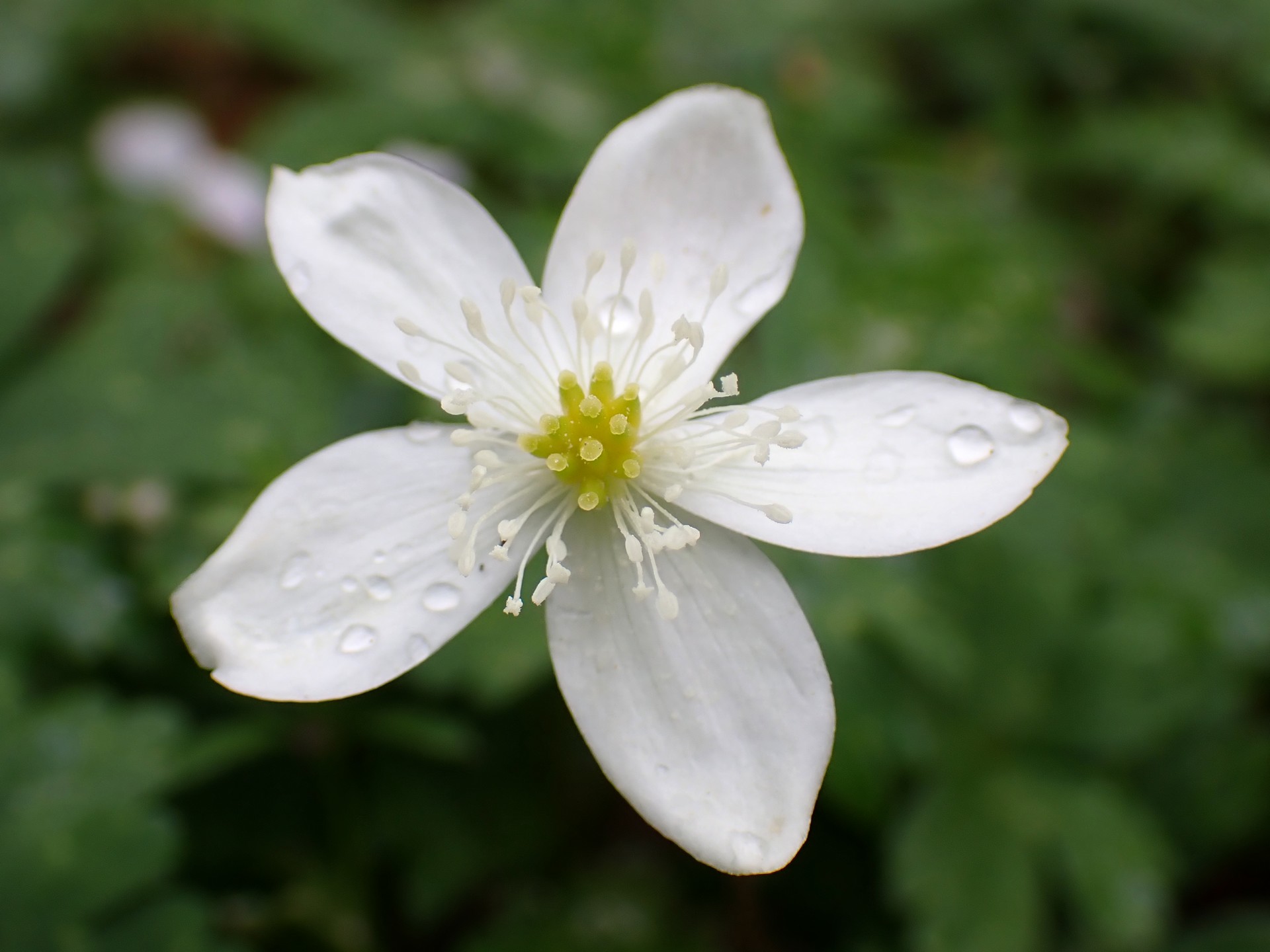 ニリンソウ の高画質写真です。横浜市で、2025年4月7日に撮影したものです。