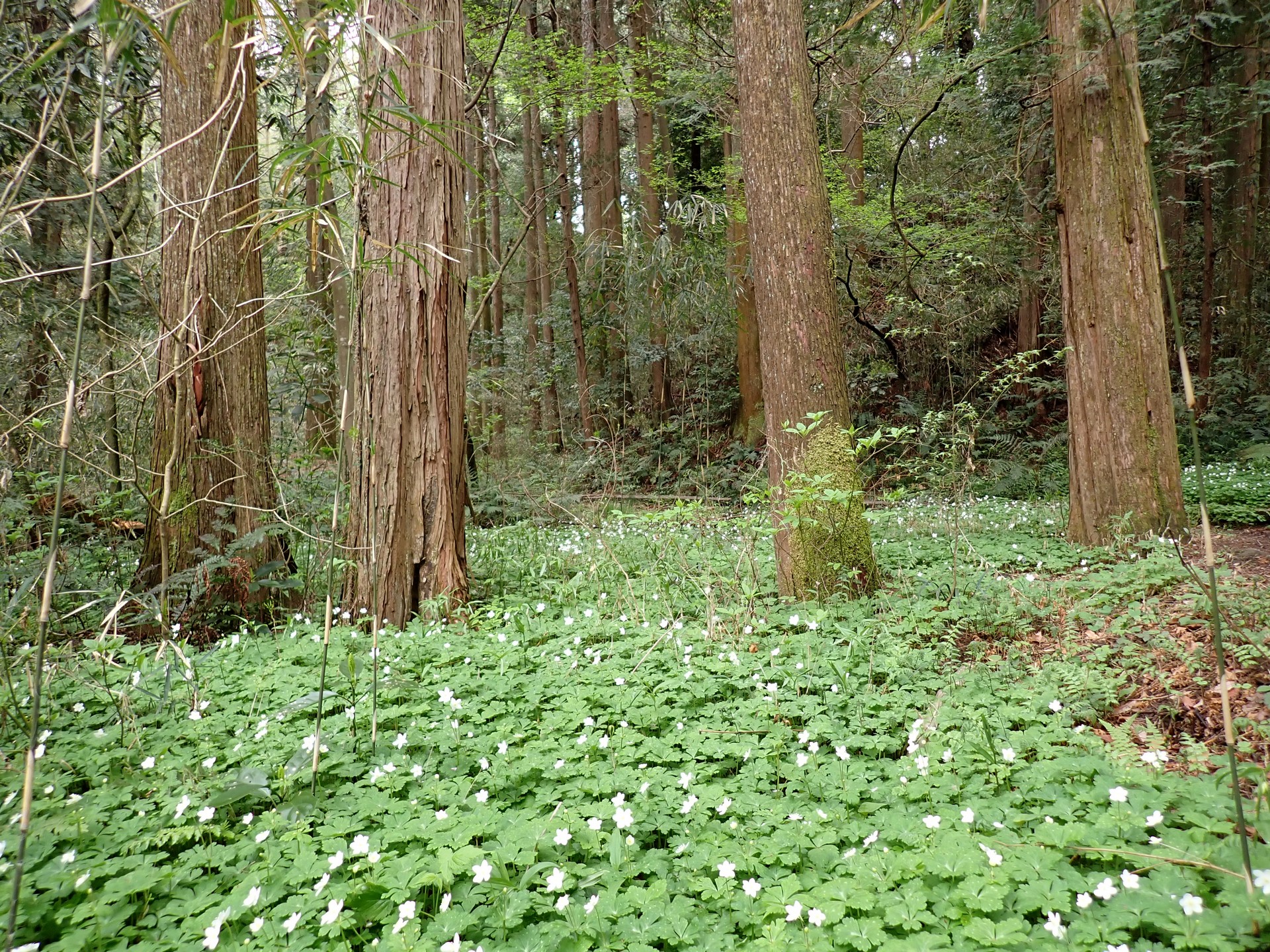 ニリンソウ の高画質写真です。横浜市で、2025年4月11日に撮影したものです。