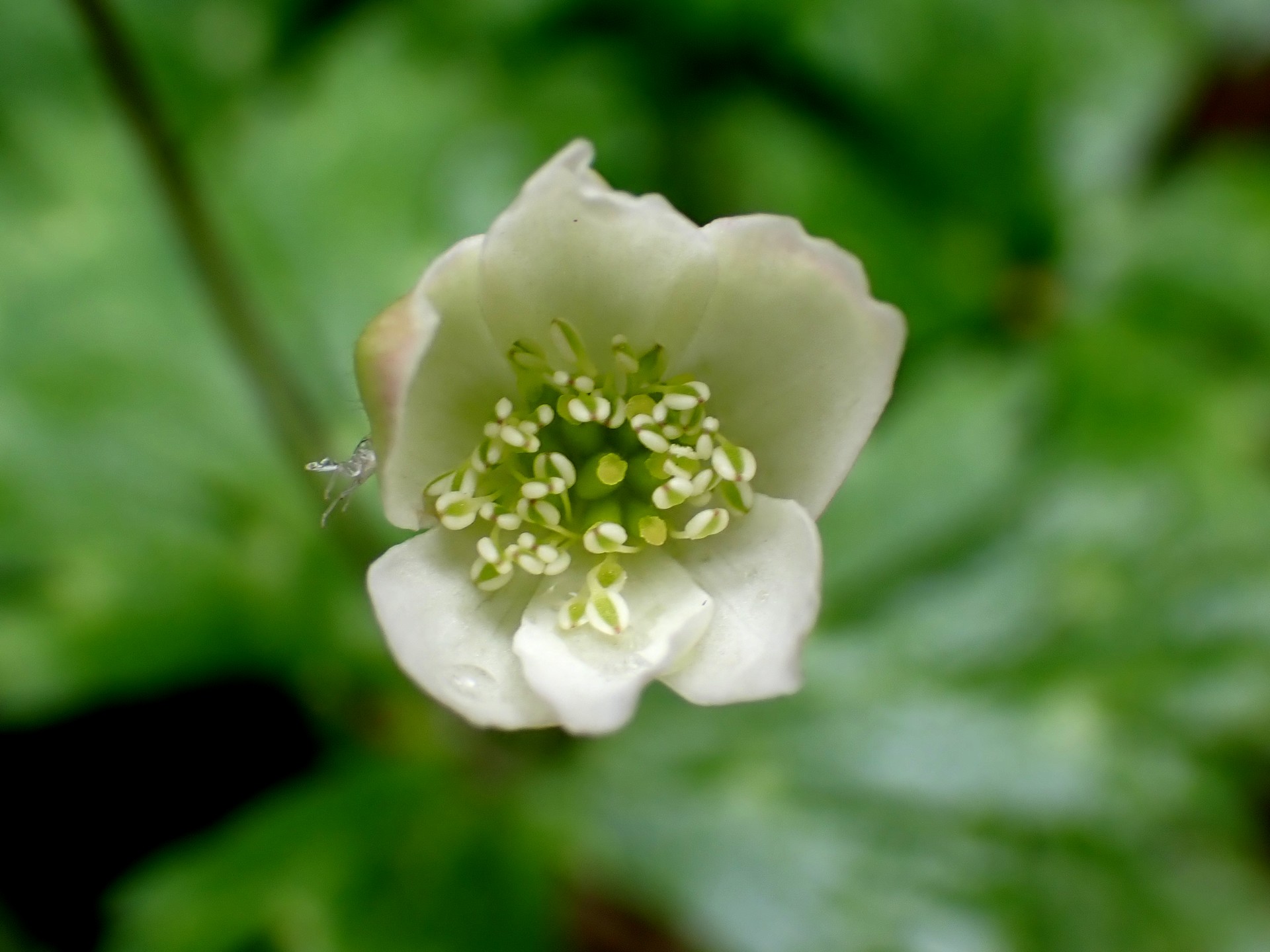 ニリンソウ の高画質写真です。横浜市で、2025年4月7日に撮影したものです。