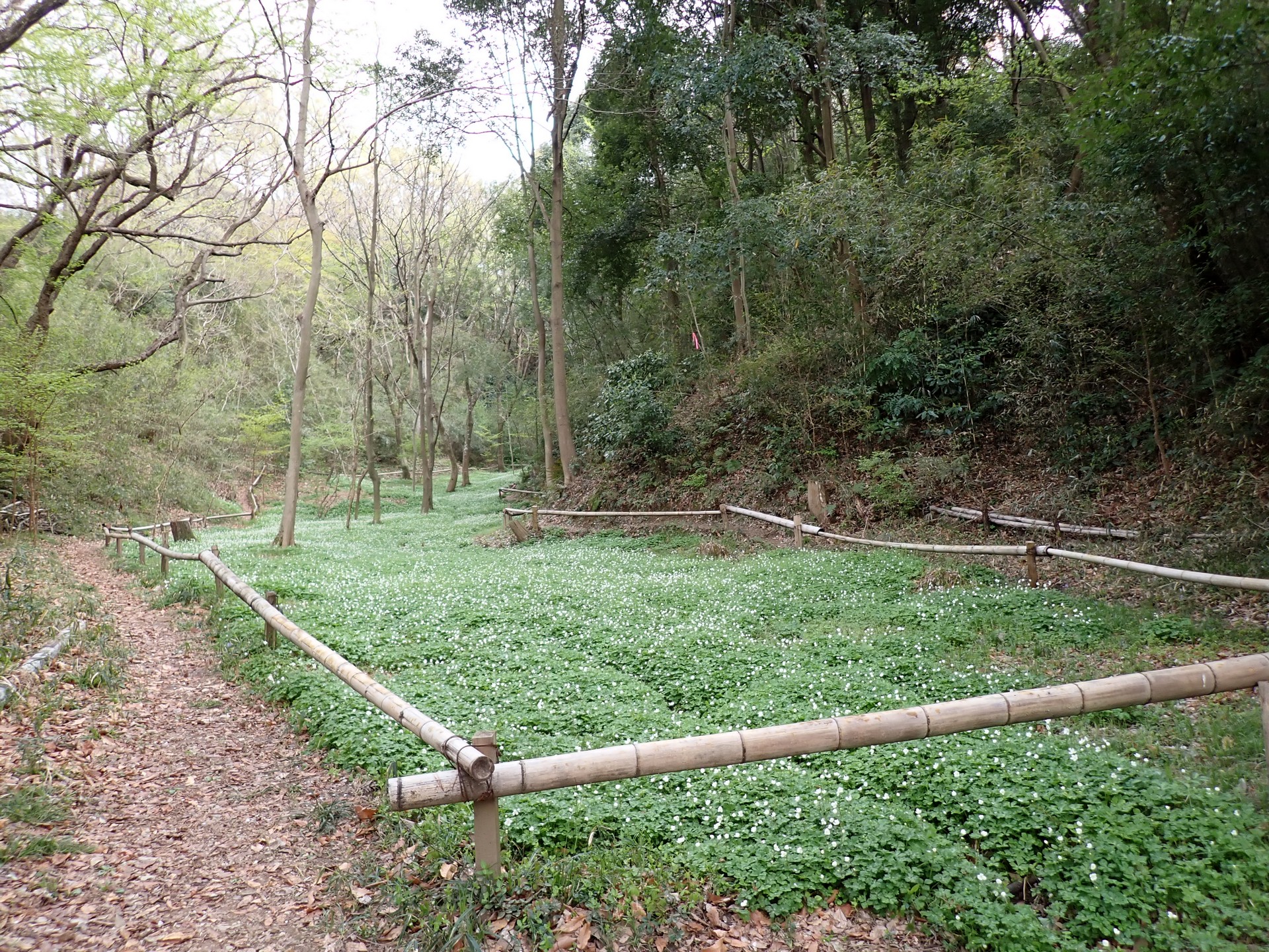 ニリンソウ の高画質写真です。横浜市で、2025年4月7日に撮影したものです。