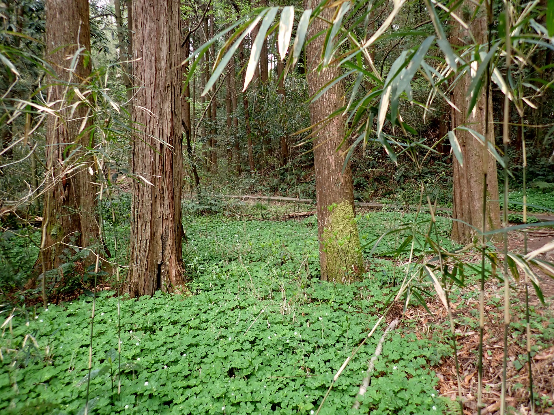ニリンソウ の高画質写真です。横浜市で、2025年4月7日に撮影したものです。