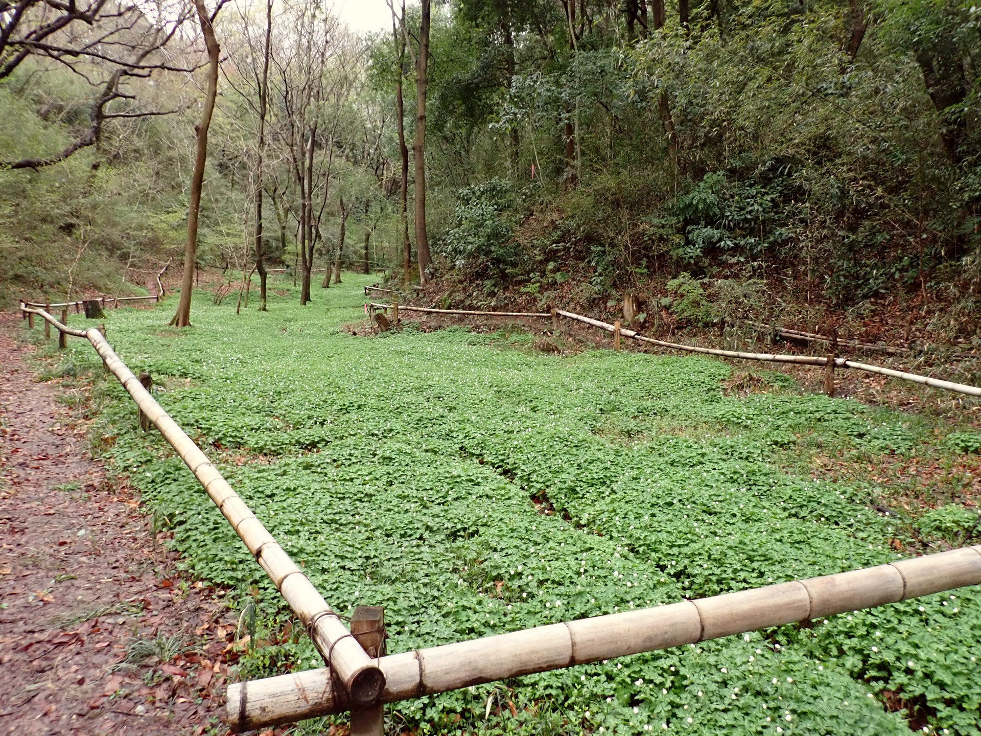 ニリンソウ の写真です。横浜市で、2025年4月3日に撮影したものです。