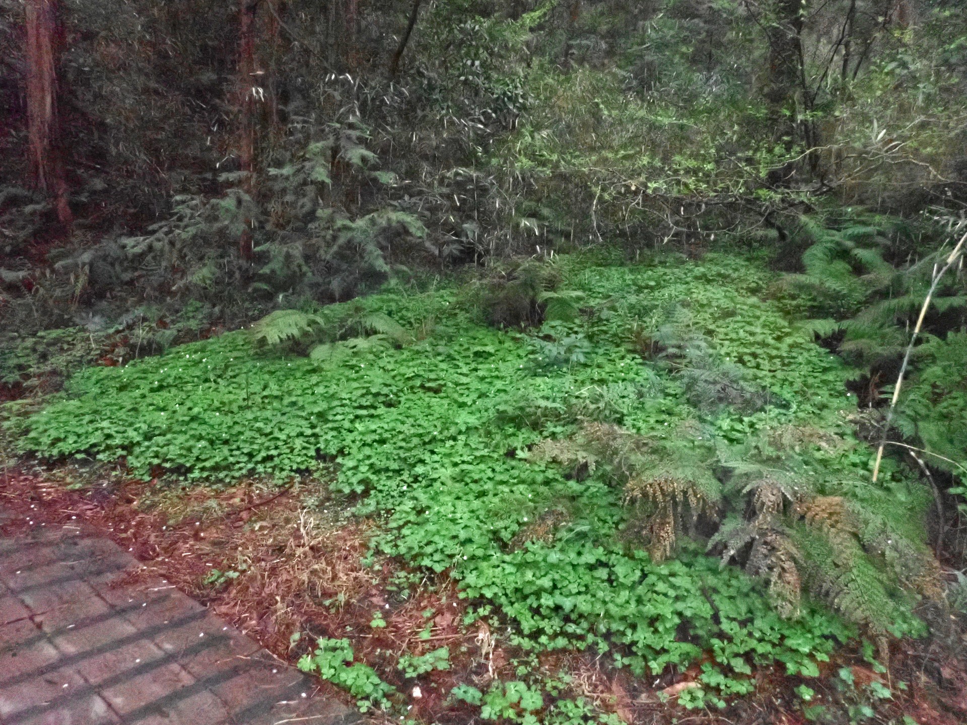 ニリンソウ の写真です。横浜市で、2025年4月3日に撮影したものです。