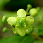 ニシキギ の高画質写真です。横浜市で、2025年4月22日に撮影したものです。