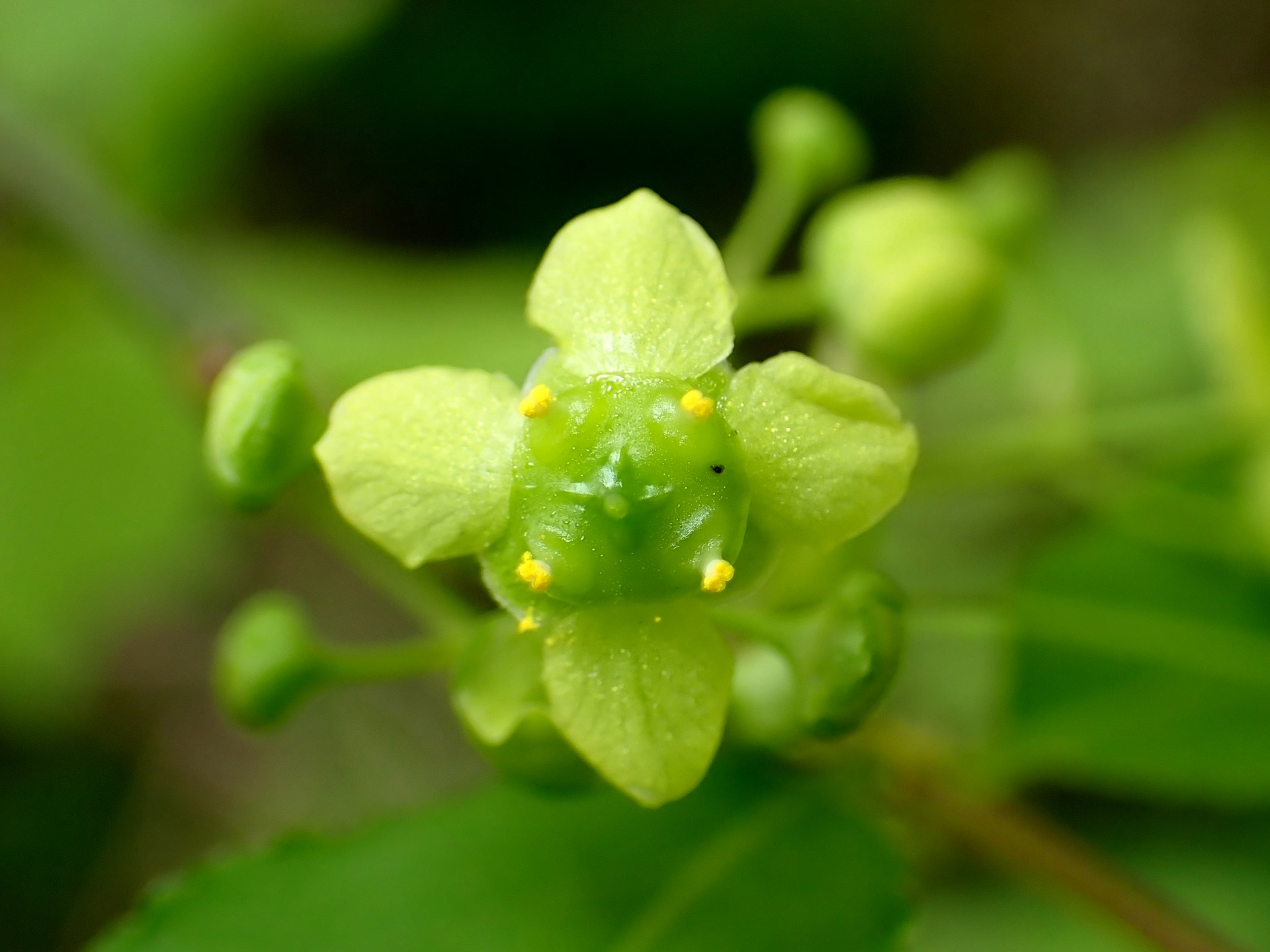 ニシキギ の高画質写真です。横浜市で、2025年4月22日に撮影したものです。