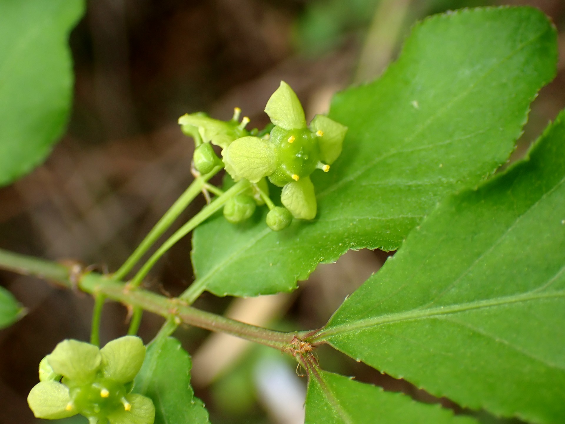 ニシキギ の高画質写真です。横浜市で、2025年4月22日に撮影したものです。