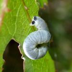 ニトベエダシャク の高画質写真です。横浜市で、2025年4月25日に撮影したものです。