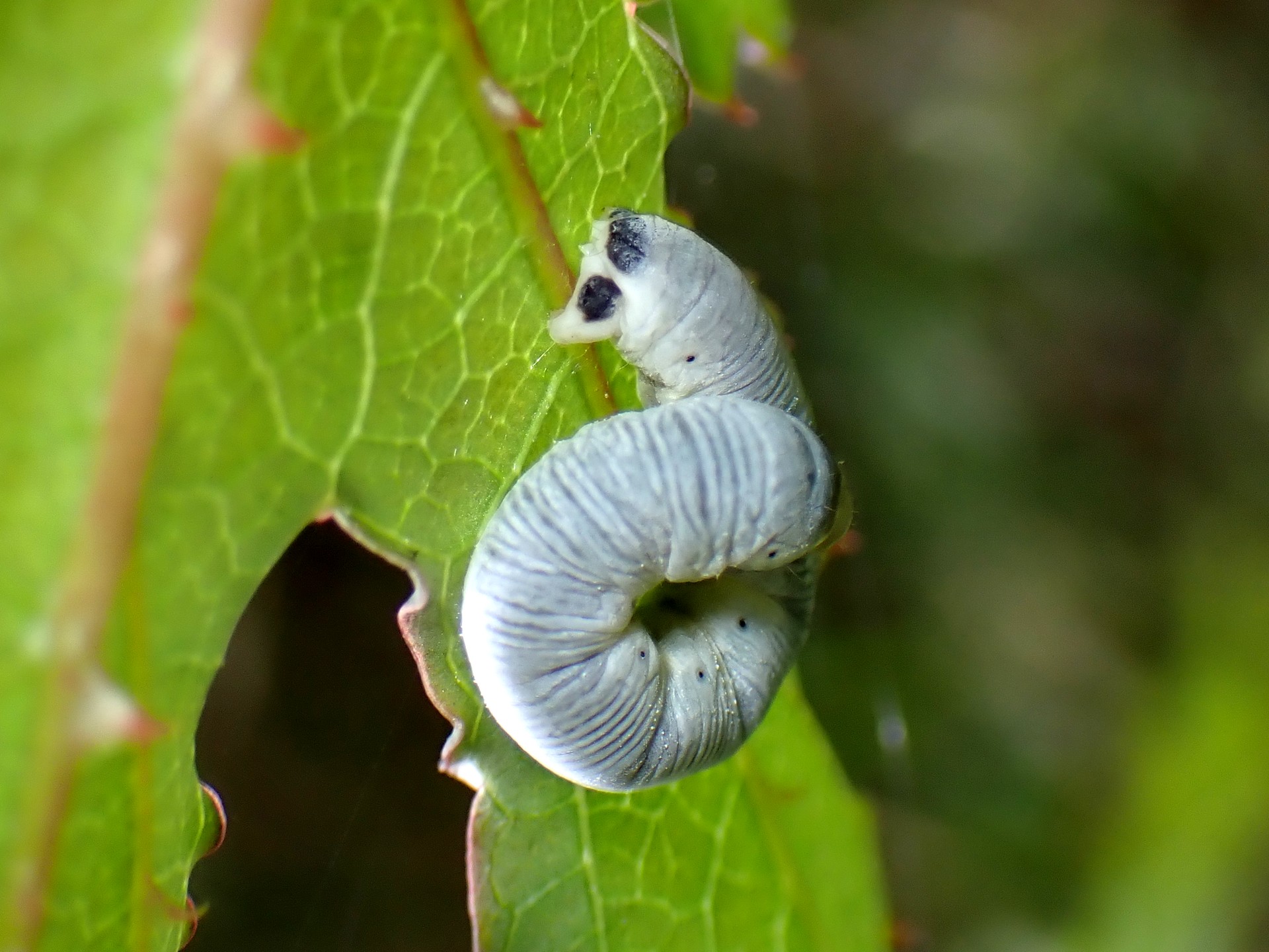 ニトベエダシャク の高画質写真です。横浜市で、2025年4月25日に撮影したものです。
