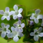 ノヂシャ の高画質写真です。横浜市で、2025年4月11日に撮影したものです。