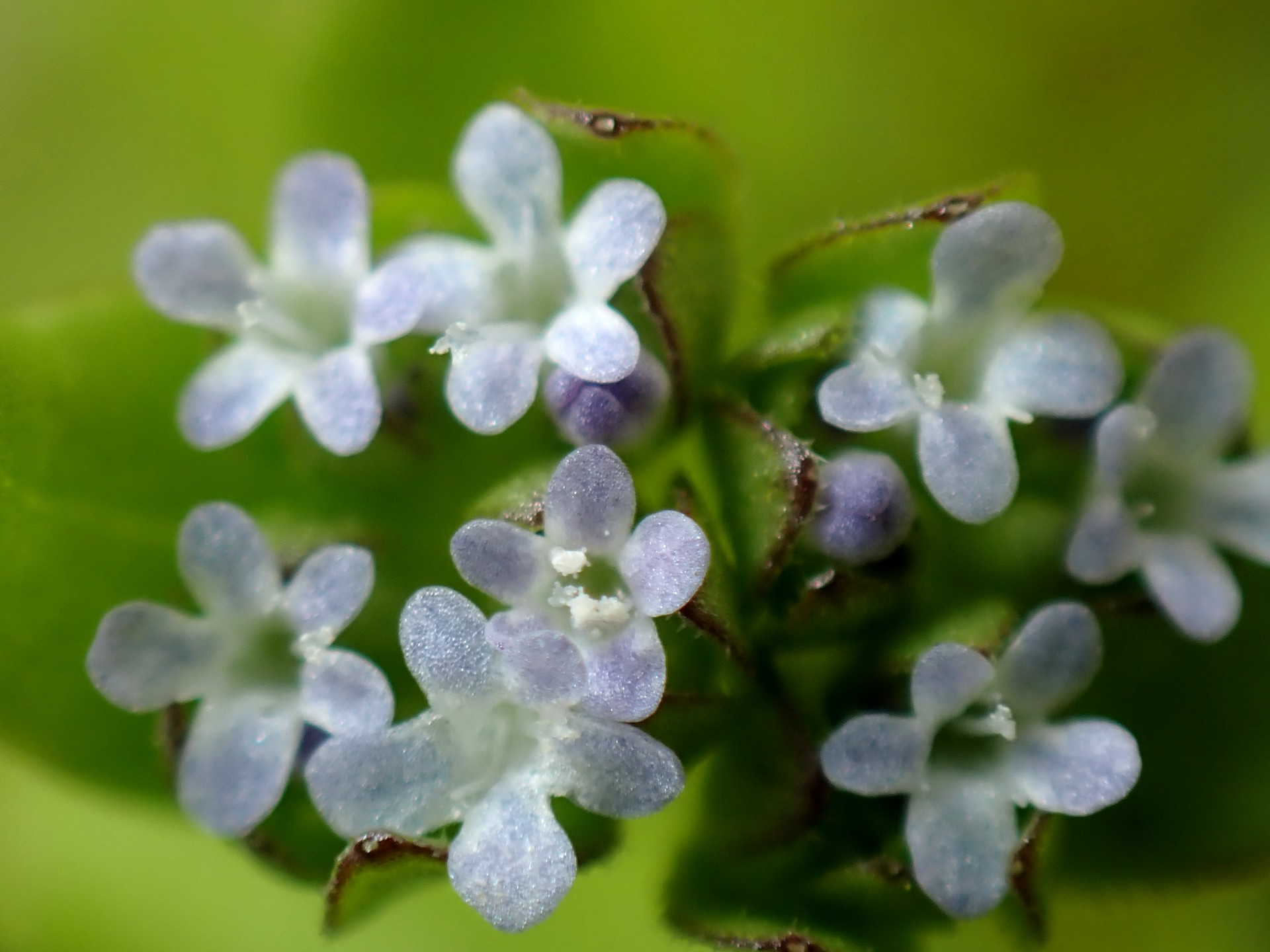 ノヂシャ の高画質写真です。横浜市で、2025年4月11日に撮影したものです。