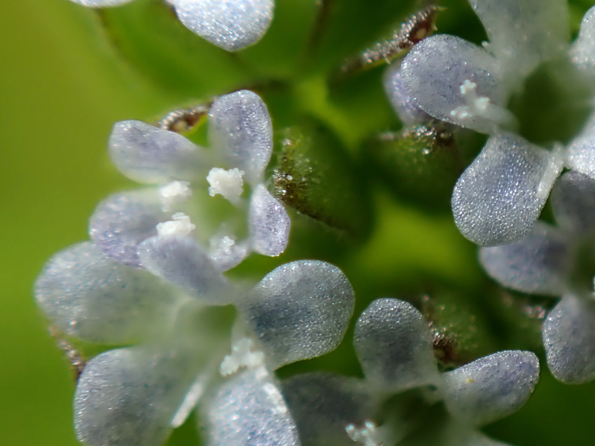 ノヂシャ の高画質写真です。横浜市で、2025年4月11日に撮影したものです。