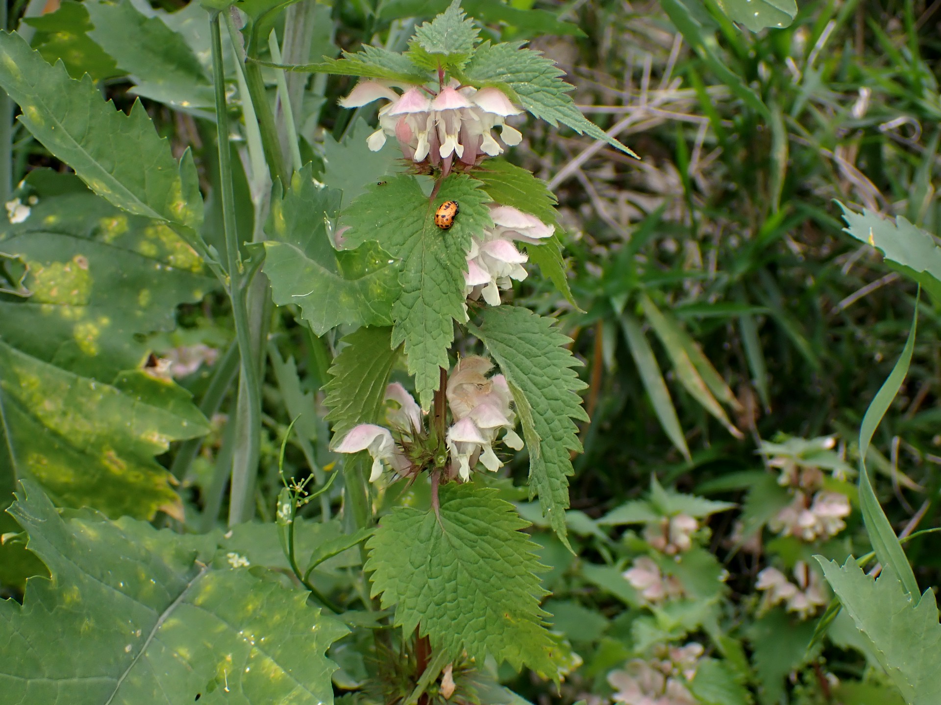 オドリコソウ の高画質写真です。横浜市で、2025年4月25日に撮影したものです。