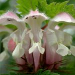 オドリコソウ の高画質写真です。横浜市で、2025年4月25日に撮影したものです。