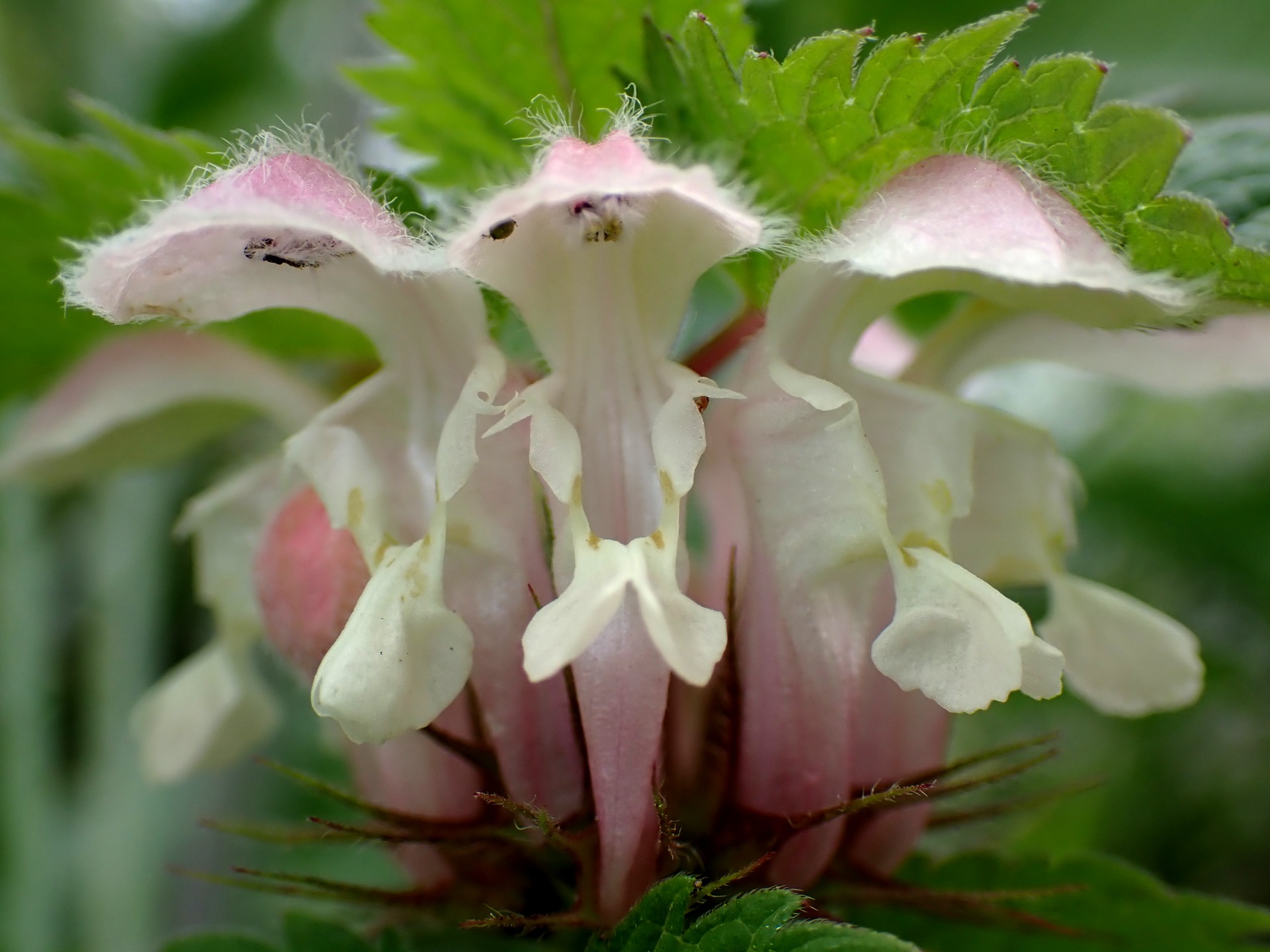 オドリコソウ の高画質写真です。横浜市で、2025年4月25日に撮影したものです。