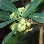 オニシバリ の写真です。横浜市で、2025年4月4日に撮影したものです。