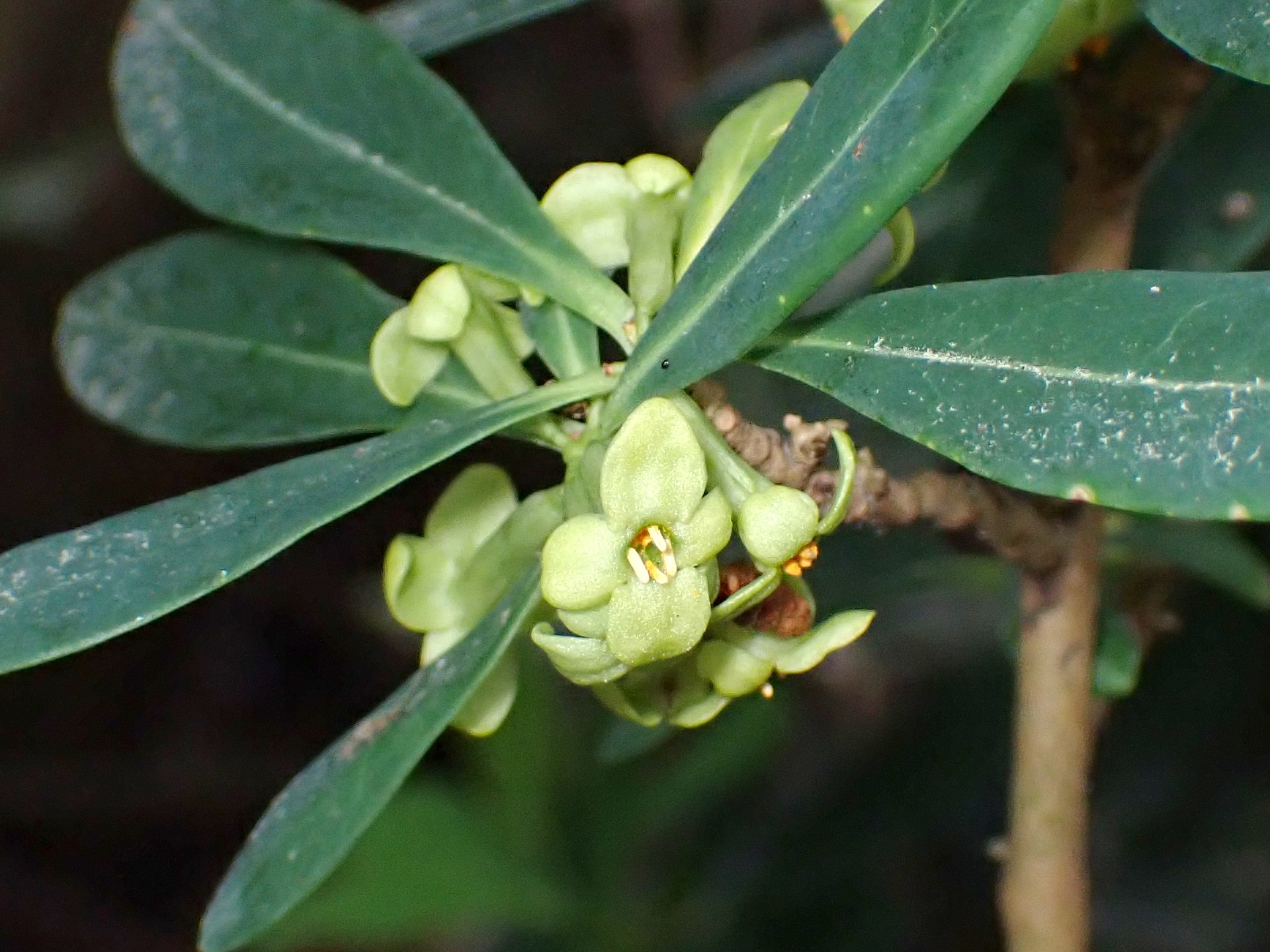 オニシバリ の写真です。横浜市で、2025年4月4日に撮影したものです。