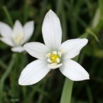 オオアマナ の高画質写真です。横浜市で、2025年4月18日に撮影したものです。