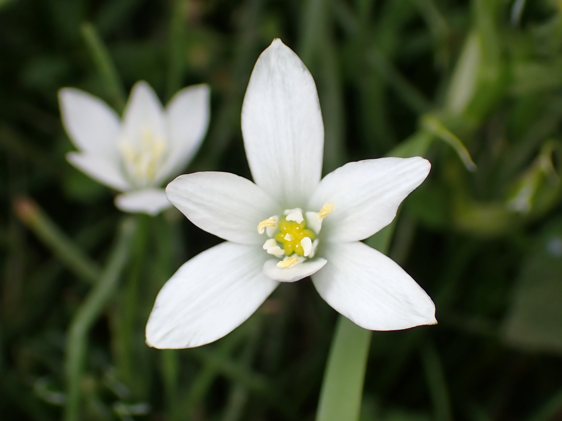 オオアマナ の高画質写真です。横浜市で、2025年4月18日に撮影したものです。