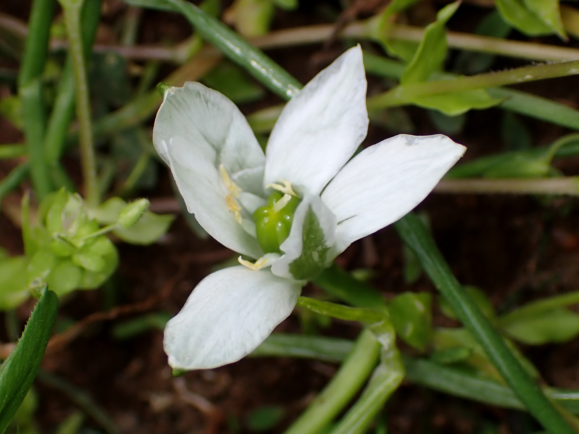 オオアマナ の高画質写真です。横浜市で、2025年4月18日に撮影したものです。