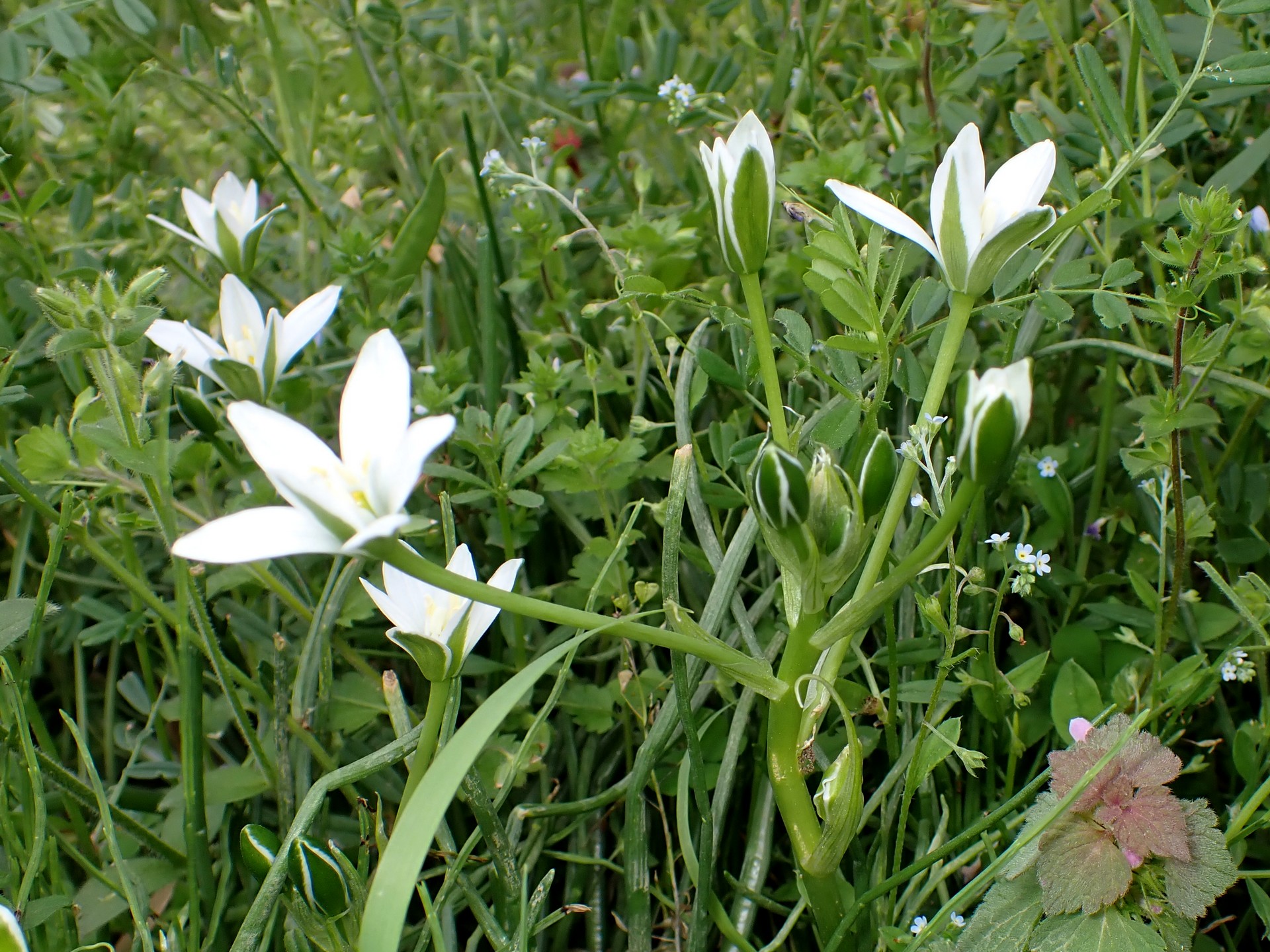 オオアマナ の高画質写真です。横浜市で、2025年4月18日に撮影したものです。