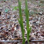 キンランの仲間 の高画質写真です。横浜市で、2025年4月14日に撮影したものです。