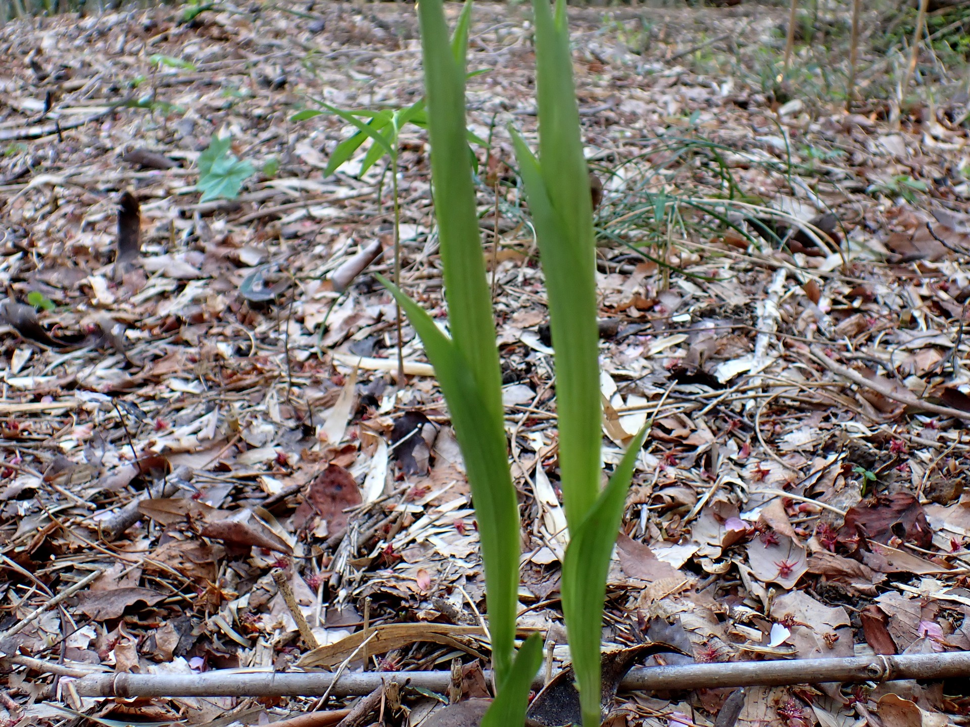 キンランの仲間 の高画質写真です。横浜市で、2025年4月14日に撮影したものです。